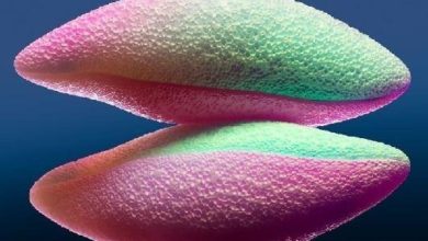 New Guide to Improve Laboratory Weighing Results